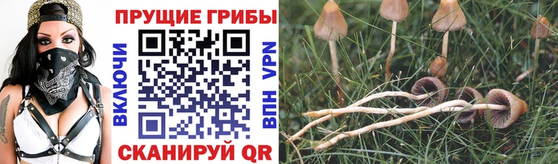 Псилоцибиновые грибы мицелий  мориарти телеграм  Вихоревка 